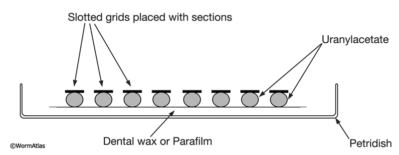 EMSTSFIG 1: Staining grids on Parafilm.